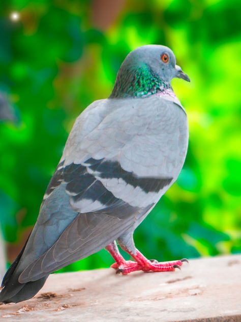 gujarati pigeon photo full hd Pigeon Photo, Studio Background, Pigeon, Full Hd, Animals, Quick Saves