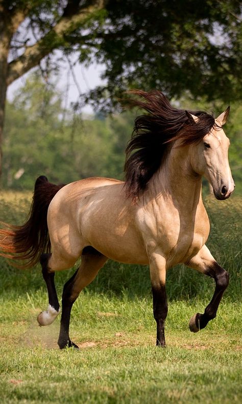 A Beautiful Buckskin.                                                                                                                                                      More Buckskin Horse, Akhal Teke, Most Beautiful Animals, Majestic Horse, Horses And Dogs, Brown Horse, All The Pretty Horses, Horse Crazy, Airbrush Art