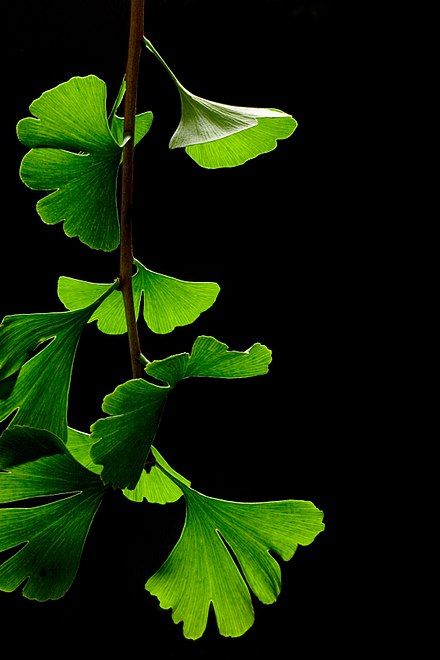 Ginkgo leaves in summer Ginko Biloba, Gingko Biloba, Pure White Background, Ginkgo Tree, Gingko Leaves, Ginkgo Biloba, Ginkgo Leaf, Leave In, 그림 그리기