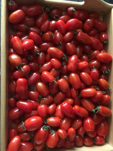 Roma baby plum tomatoes are delicious very sweet Plum Tomatoes, Red Peppercorn, Tomatoes, Plum, Condiments, Lunch Box