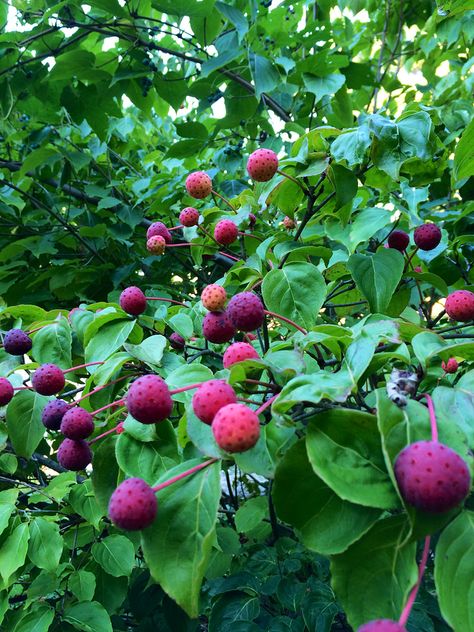 Cornus Kousa varieties Kousa Dogwood, Arbutus Unedo, Cornus Kousa, Fruit Growing, Strawberry Tree, Watermelon Juice, Growing Fruit, China Girl, Best Fruits