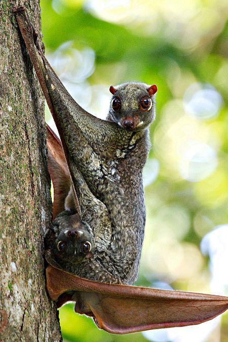 Sunda Colugo, Unknown Animals, Flying Lemur, Zoo Zoo, Regard Animal, Interesting Animals, Unusual Animals, Rare Animals, Weird Animals