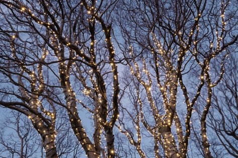 How to Put Christmas Lights on Tall Outdoor Trees | Davey Blog Christmas Lights In Outdoor Trees, Outdoor Christmas Solar Lights, Christmas Lights Outdoor Tree, Christmas Lights In Trees Outdoor, Outdoor Christmas Lights Tree, Outdoor Christmas Lights On Trees, How To Put Lights On Outdoor Tree, Christmas Lights On Trees Outdoor, Christmas Lights Outdoor Trees