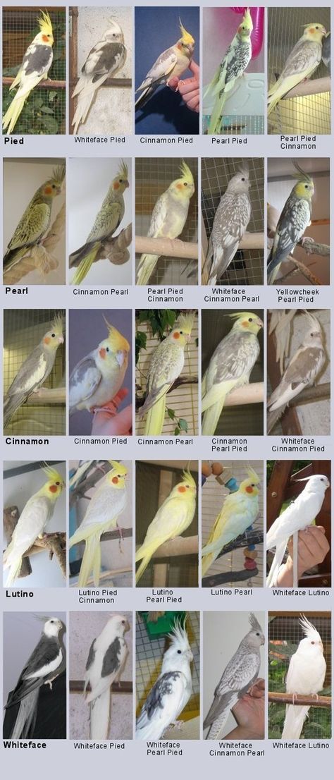 And they come in a variety of colors. | Animals March Madness, Round One: Quokkas Versus Cockatiels Cockatiel Care, Different Types Of Birds, Diy Bird Toys, Types Of Birds, Bird Aviary, Crazy Bird, Bird Care, Parrot Bird, Funny Birds