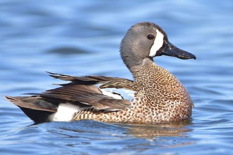 Teal Duck Mounts, Blue Winged Teal Duck, Pintail Duck, Michigan Wildlife, Geese In Flight, Teal Duck, Duck Photography Nature, Blue Winged Teal, Bird Reference