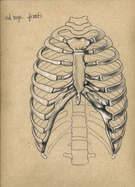 rib cage. by cawillanddesign on DeviantArt Ribcage Art, Rib Cage Drawing, Anatomy Sketchbook, Sketchbook Charcoal, Skeleton Drawing, Anatomy Bones, Skull Reference, Skeleton Anatomy, Skeleton Drawings