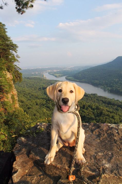 Carolina Skysweeper Santos  Yellow lab puppy. Trail dog Yellow Lab Puppy Aesthetic, Yellow Labs Dogs, Yellow Lab Aesthetic, Champagne Labrador, Jaime Core, Yellow Lab Puppy, Golden Lab, Yellow Lab Puppies, Yellow Labs