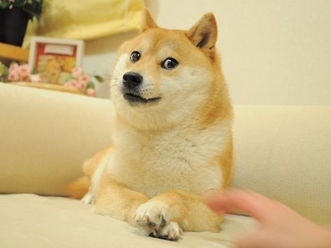 Doge Gif, Funny Doge, Doge Dog, Doge Meme, Shiba Inu Dog, Types Of Dogs, Comic Sans, Beloved Dog, Chewbacca