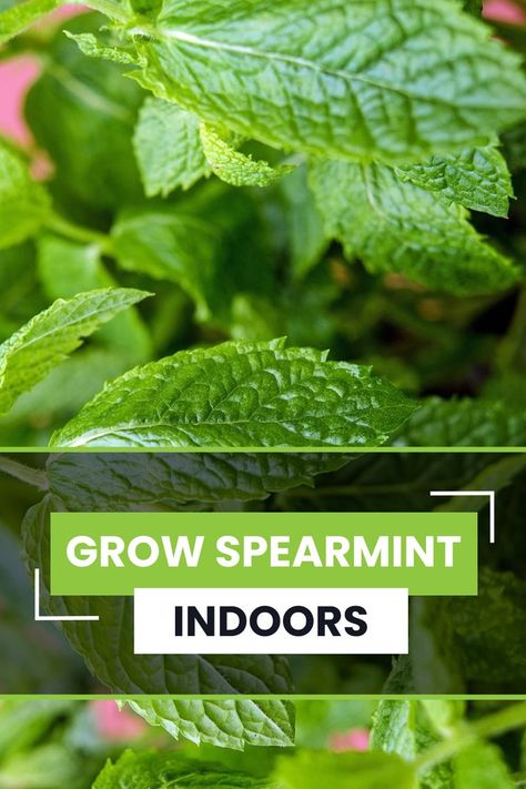 Learn How To Grow Spearmint Indoors Year Round Spearmint Plant, Plant Care Houseplant, Mint Plants, Organic Compost, Indoor Plant Care, Fast Growing Plants, Indoor Gardens, Hardy Plants, Replant