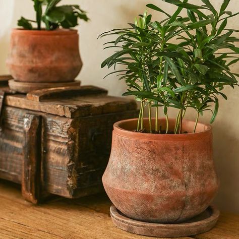 Wholesale indoor outdoor rustic natural concrete terracota decorative planters pot de fleur terracotta flower pots with saucer https://m.alibaba.com/product/1600344591706/Wholesale-indoor-outdoor-rustic-natural-concrete.html?__sceneInfo={"cacheTime":"1800000","type":"appDetailShare"} Lowlight Plants, Vintage Flower Pots, Rustic Pots, Plants Cactus, Terracotta Flower Pots, Terracotta Plant Pots, Concrete Planter, Garden Pottery, Rustic Ceramics