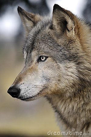 A beautiful wolf with piercing eyes, watching and waiting.... #dogsinpictures #wolf #wild Lup Singuratic, Wolf World, European Robin, Wolf Images, Wolf Photography, Wolf Photos, Timber Wolf, Wolf Wallpaper, Animal Study