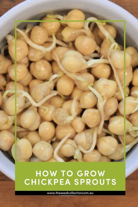 A simple step by step guide on how to grow Chickpeas Sprouts Chickpea Sprouts, Grow Chickpeas, Chickpea Plant, Microgreens Recipe, Sprouting Seeds, Seed Collection, Step By Step Guide, Chickpeas, How To Grow