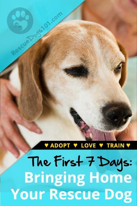 The First 7 Days – Bringing Your Adopted Dog Home. The first 7 days with your rescue dog is crucial. It can be a confusing time for you and your rescue puppy... Follow these steps for smooth transition. #dogstuff #puppy #adoptdontshop #dog #rescuedogs101 Adoption Tips, Rescue Dogs For Adoption, Rescue Puppy, Adopted Dog, Rescue Puppies, Dog Training Advice, Dog Essentials, Dog Home, Dog Help