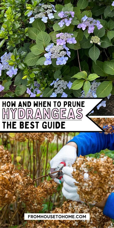 When To Trim Hydrangeas, Trimming Hydrangeas, Pruning Endless Summer Hydrangeas, Twist And Shout Hydrangea, Bloomstruck Hydrangea, Hydrangea Plant Care, Hydrangea House, Prune Hydrangeas, When To Prune Hydrangeas