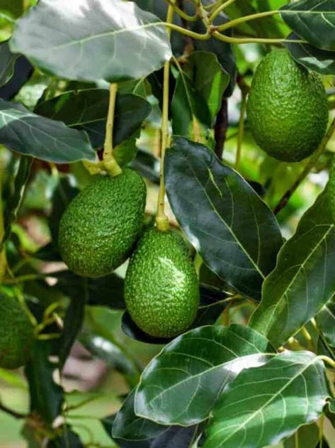 Avocado Plant From Seed, Avocado Leaves, Avocado Plant, Grow Avocado, Avocado Seed, Avocado Tree, Missouri Botanical Garden, Old Trees, Dry Leaf