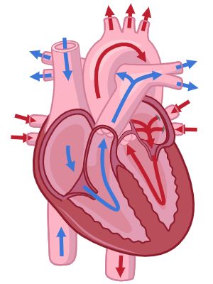 Heart Circulatory System, Circulatory System Projects, Ixl Math, Interactive Questions, Human Body Projects, Ixl Learning, Heart Diagram, The Circulatory System, Heart Project