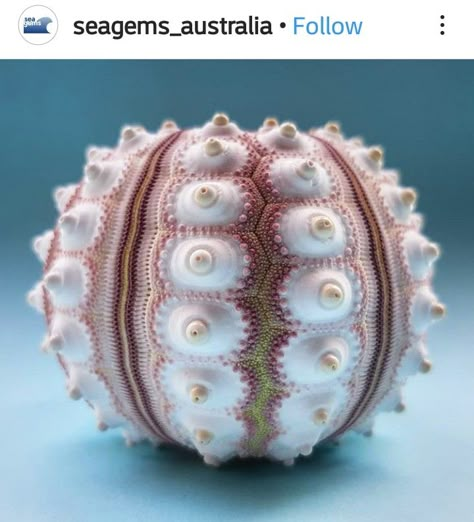 @seagems_australia sea urchin Sea Urchins Art, Seashells Photography, Sea Urchin Shell, Art Coquillage, Ocean Treasures, Sea Urchins, Marine Art, Beautiful Sea Creatures, She Sells Seashells