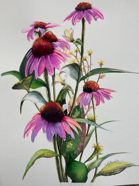 Native Flowers Painting, Cone Flowers Painting, Coneflower Drawing, Cone Flowers Watercolor, Painting Coneflowers, Cone Flower Watercolor, Watercolor Coneflower, Sketching Prompts, Watercolour Echinacea