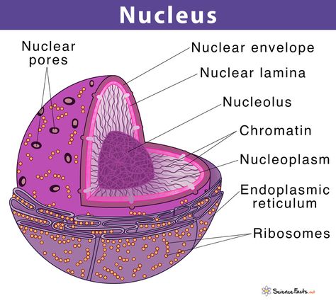 Cell Nucleus: Definition, Structure, & Function, with Diagram Nucleus Diagram, Cell Definition, Cell Nucleus, Cell Diagram, Jeopardy Template, Prokaryotic Cell, Plant And Animal Cells, Cells Project, Cell Organelles