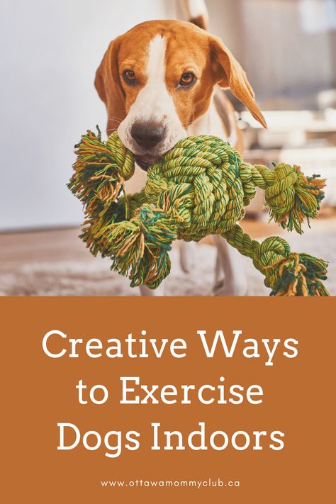 If your hyper dog is bouncing off the walls and you don't know what to do about it, there are creative ways to exercise dogs indoors! #dogs #pets Hyperactive Dog, Dog Treadmill, Ways To Exercise, Hyper Dog, Positive Dog Training, Alpha Dog, Dog Playground, Dog Games, Dog Exercise