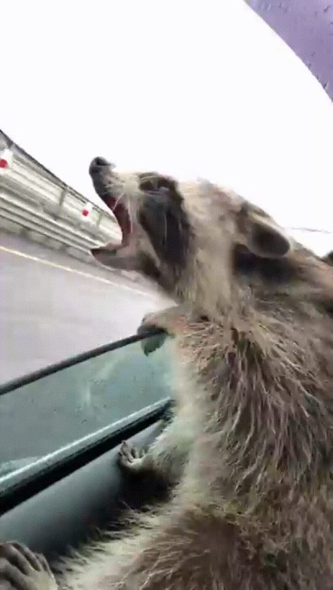 Raccoon tring to catch rain drops out of the car window - GIF on Imgur Cavo Tagoo Mykonos, Pet Raccoon, Couple Travel, Cute Raccoon, Raccoon Funny, Trash Panda, Silly Animals, Racoon, Animal Photo