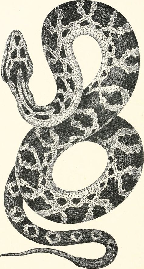 Bull Snake Tattoo, Snake Black And White, Viper Tattoo, Argentina Tattoo, Venomous Animals, Travel Argentina, Snake Illustration, Serpent Tattoo, Snake Drawing