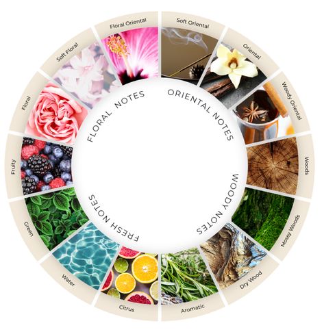 Fragrance Wheel Perfume, Perfume Wheel, Scent Wheel, Perfumes Notes, Fragrance Wheel, Oman Luxury, Fragrance Families, Perfume Oil Recipes, Fragrance Photography