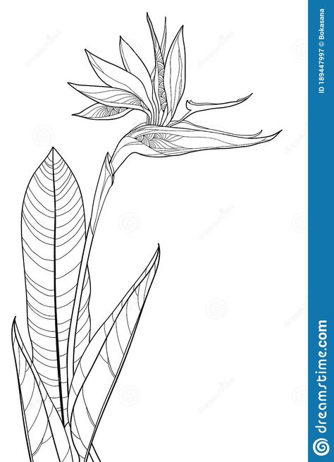 Vector bouquet of outline tropical Strelitzia reginae or bird of paradise flower bunch and ornate leaf in black isolated on white.. Illustration about bouquet, ornamental - 189447997 Bird Of Paradise Tattoo, Flower Line Drawing, Strelitzia Reginae, Birds Of Paradise Plant, Bird Of Paradise Flower, Plant Sketches, Bird Of Paradise Plant, Line Art Flowers, Birds Of Paradise Flower