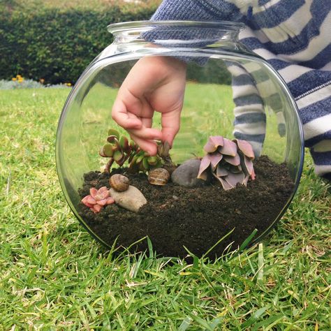 I made this DIY snail terrarium so my bug-obsessed son could keep his little critters without them sliming all over the house! Pet Snail Terrarium, Snail Home, Snail Terrarium, Marimo Moss Ball Terrarium, Snail House, Garden Snails, Snail Garden, Snail Tank, Giant Snail