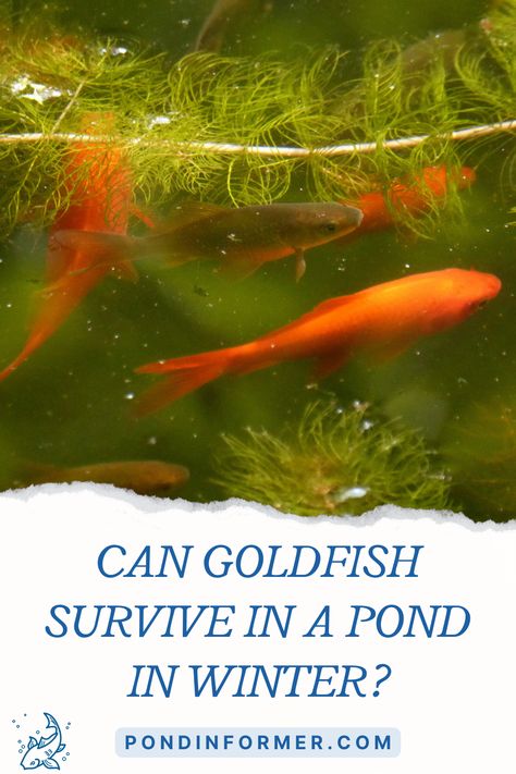 Can goldfish survive in a pond in winter? Learn our detailed answer at Pond Informer. #pondinformer #goldfish #survival #winter #pond Outdoor Goldfish Pond Ideas, Goldfish Pond Backyard, Diy Goldfish Pond, Outdoor Fish Tank, Outdoor Fish Ponds, Goldfish Breeding, Common Goldfish, Goldfish Pond, Frozen Pond