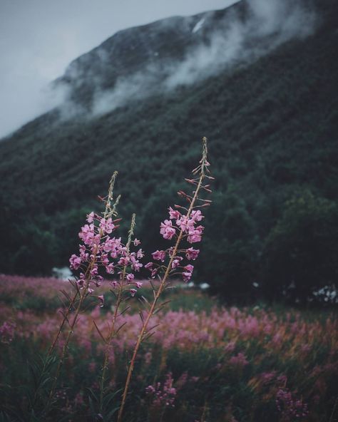 Moody Norway 🌸 beautiful picture from @livingitrural Theme Nature, Image Nature, Nature Aesthetic, Pretty Places, Nature Travel, Beautiful Photography, Nature Photos, Nature Beauty, Beautiful World