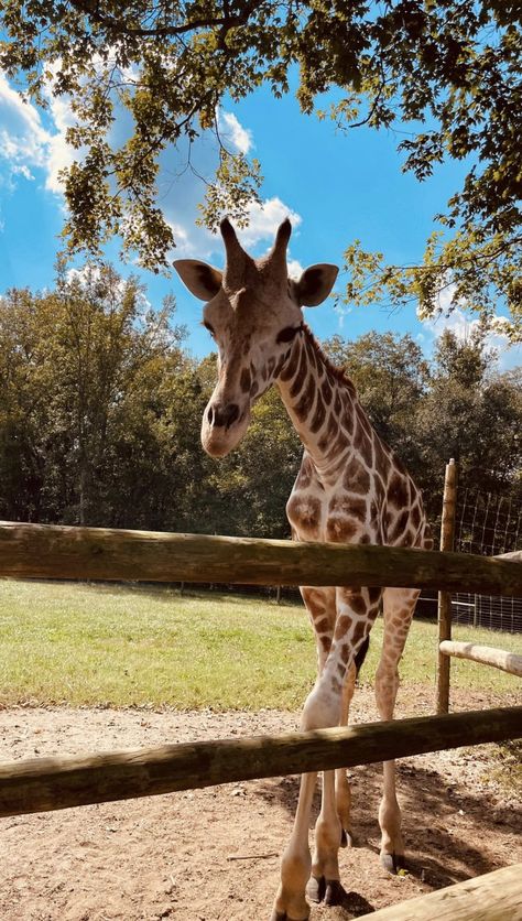 Cute Giraffe Pictures, Giraffe Aesthetic, Cute Giraffes, White Giraffe, Giraffe Pictures, Giraffe Art, Cute Giraffe, Rescue Animals, Animal Sanctuary