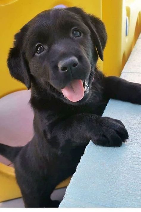 Black Golden Retriever, Training Strategy, Black Lab Puppy, Perros Golden Retriever, Black Labrador Puppy, Labrador Noir, Cute Fluffy Dogs, Cute Dog Wallpaper