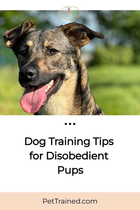 A happy dog with its tongue out is standing outside on a sunny day with blurry greenery in the background. Below the image, text reads: "Dog Training Tips for Disobedient Pups. Dog Training Tips Obedience, Operant Conditioning, Scary Dogs, Emotional Support Dog, Dog Training Advice, Puppy Training Tips, Dog Tips, Training Collar, Dog Hacks