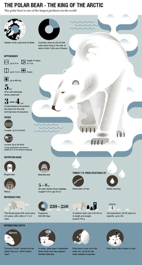 Polar Bear Infographic, Animal Infographic, Infographic Layout, Infographic Inspiration, Research Poster, Poster Design Layout, Graphic Design Infographic, Infographic Poster, Information Poster