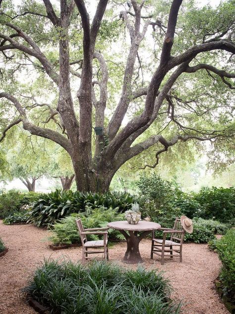 Gravel Garden, Garden Area, Mediterranean Garden, Woodland Garden, Garden Landscape Design, Maple Tree, Garden Cottage, Back Garden, Garden Spaces