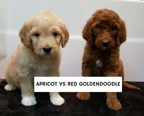 Apricot vs Red Goldendoodle Comparison Guide! (2022) - We Love Doodles Red Golden Doodle, Mini Goldendoodle Breeders, Red Doodle Dog, Golden Doodle Vs Labradoodle, Apricot Goldendoodle, Apricot Goldendoodle Standard, Medium Goldendoodle, Red Goldendoodle, Goldendoodle Temperament