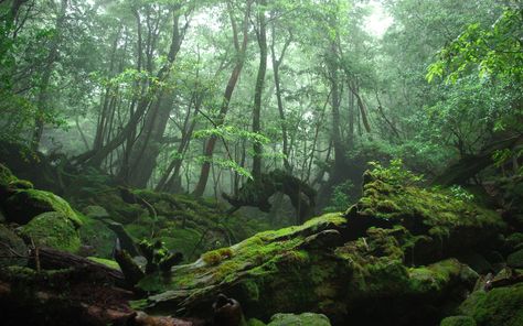 Mossy Forest, 숲 사진, Environment Painting, Forest Wallpaper, Airbrush Art, Dark Forest, Enchanted Forest, Fantasy Landscape, Tree Art