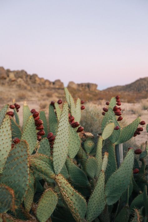 #CactusLove – The Joshua Tree House