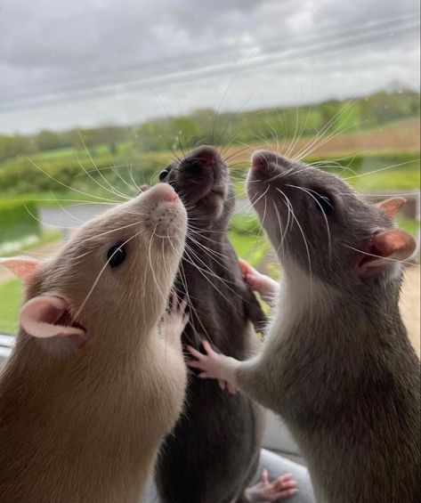 Rattus Rattus, Funny Rats, Fancy Rat, Pet Mice, Cute Rats, Funny Animal Photos, Pet Rats, Pretty Animals, Silly Animals