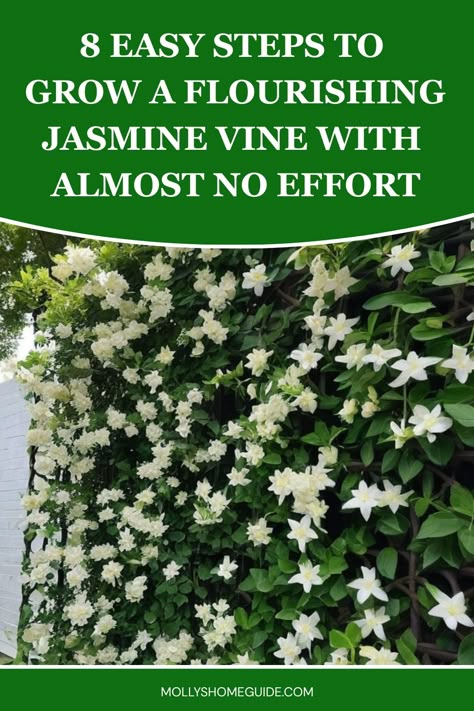 Discover the best tips on how to grow jasmine vine in your garden. Learn about the ideal growing conditions, caring techniques, and pruning methods for beautiful and fragrant jasmine flowers. Whether you are a beginner or experienced gardener, these practical steps will help enhance the growth of your jasmine vine. Explore this guide to cultivate healthy and thriving plants that will fill your outdoor space with sweet-smelling blooms all season long. Embrace nature's beauty by following these ex Climbing Jasmine On House, Jasmine Potted Plant, Jasmine Growing On House, Fragrant Garden Plants, Grow Vines On House, Weeping Jasmine Plant, Growing Jasmine Outdoors, Carolina Jasmine Vine Trellis, Climbing Jasmine Vines