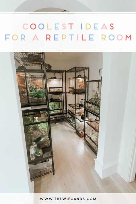 Reptile Room Ideas Snake Cages, Reptile Shelving, Reptile Shelves, Reptile Bedroom, Snake Tank Setup, Reptile Room Setup, Reptile Room Aesthetic, Snake Habitat Ideas, Reptile Room Ideas