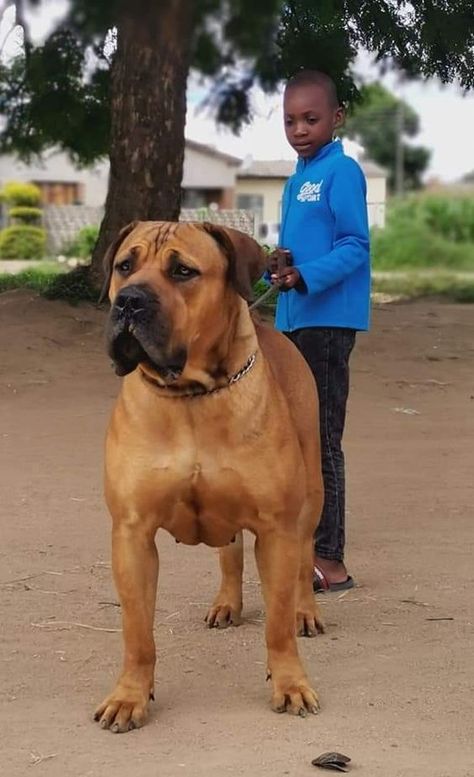 Boerboel Mastiff Puppies, Boerboel Puppies, Boerboel Mastiff, African Dog, Pitbull Mastiff, Boerboel Dog, South African Boerboel, South African Mastiff, African Boerboel