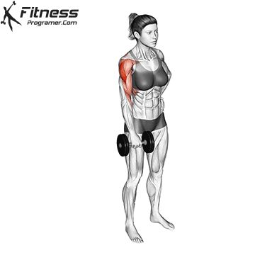 Shoulder Shrugs Workout, Shrugs Workout, Dumbbell Upright Row, Core Engagement, Back Workout Routine, Upper Back Exercises, Upright Row, Personalized Workout Plan, Flabby Arms