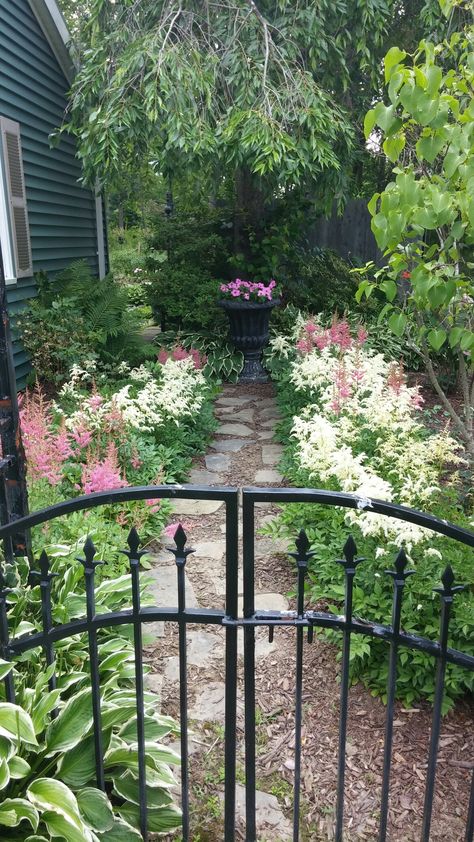 Hosta Astilbe Garden, Astilbe Garden, Hosta And Astilbe Shade Garden, Astilbe Purple, White Astilbe, Astilbe Fanal Red, Woodland Garland, Astilbe Visions In Pink, House Tips