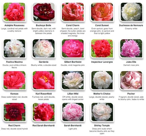 Peony Flower Meaning, Japanese Peony, Peony Farm, Peony Colors, Flower Chart, Flower Identification, Flower Guide, Red Petals, Peonies Garden