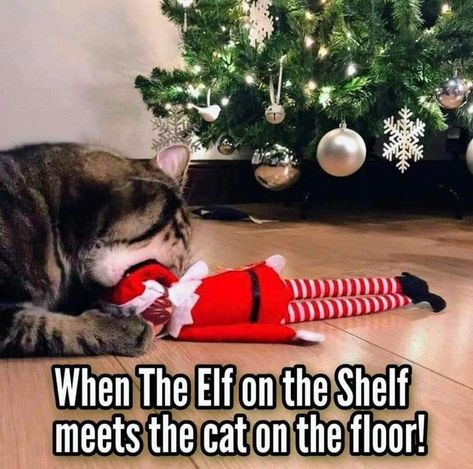 Christmas Pictures Friends, Grumpy Cat Christmas, Dog Christmas Pictures, Funny Christmas Pictures, Hate Christmas, Christmas Memes, Cat Quotes Funny, Funny Cute Cats, Funny Animal Pictures