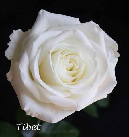 White Tibet Rose (these are my favs for weddings...perfect size and coloring Tibet Rose, Flower Education, Mondial Rose, Violet Garden, Flower Chart, Flower Identification, Bridal Roses, Chocolate Roses, Rose Varieties