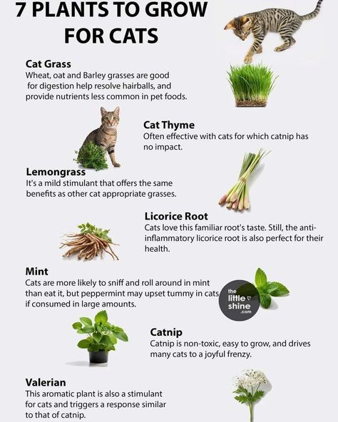 Keep your cats happy, and stop them eating your plants with these cat plants. #cat #catlover #catlife #catplant #plants #plantlife #plantsforcats #happycat Cat Friendly Herbs, How To Keep Cats Out Of Plants, Herbs For Cats, Catio Ideas, Cats Happy, Cat Safe Plants, Herb Life, Cat Proofing, Cat Grass