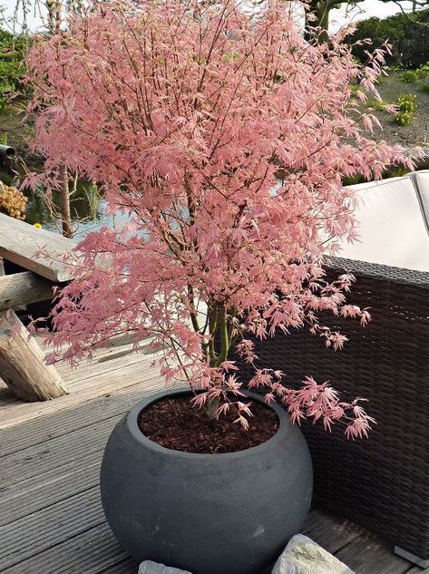 Acer Palmatum "Taylor" Japanese maple tree. I want one of these in an outdoor caul… | Japanese maple tree landscape, Maple tree landscape, Japanese garden landscape Japanese Garden Design, Have Inspiration, Japanese Maple, Garden Yard, Balcony Garden, Garden Spaces, Yard Ideas, Design Case, Front Garden